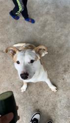 Lost Male Dog last seen Garth Rd, Baytown, TX 77521