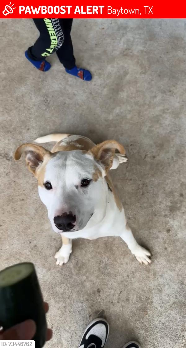 Lost Male Dog last seen Garth Rd, Baytown, TX 77521