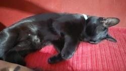 Lost Male Cat last seen Calzada de toti, Ciudad de México, CDMX 09230