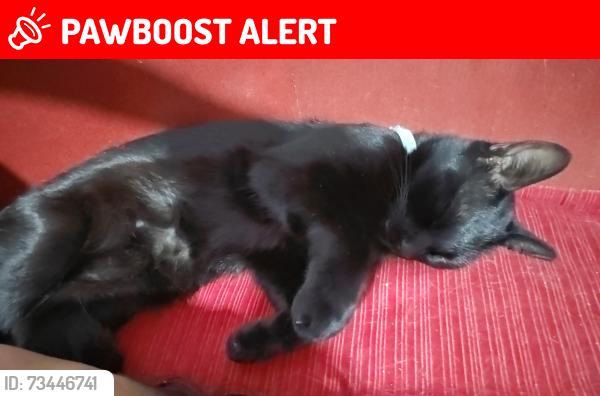 Lost Male Cat last seen Calzada de toti, Ciudad de México, CDMX 09230