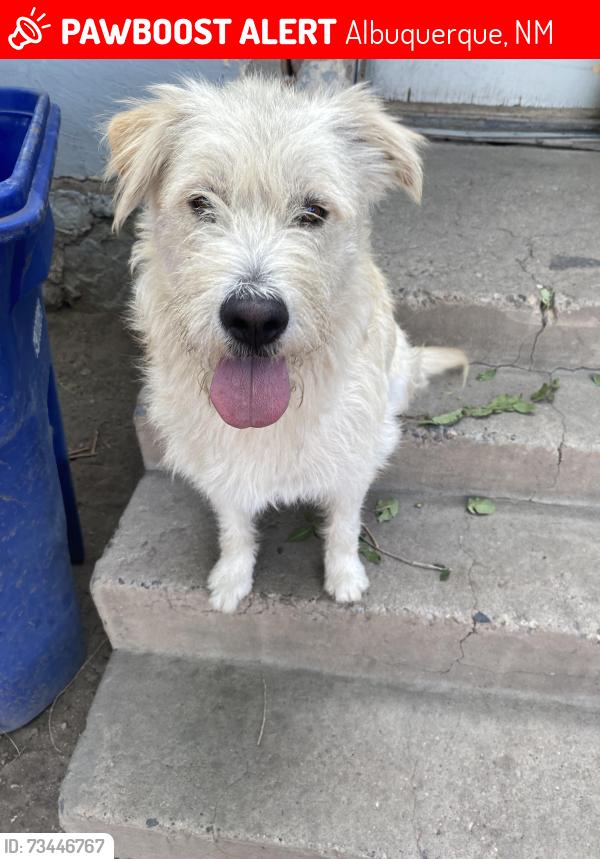 Lost Male Dog last seen South broadway library, Albuquerque, NM 87102