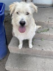 Lost Male Dog last seen South broadway library, Albuquerque, NM 87102