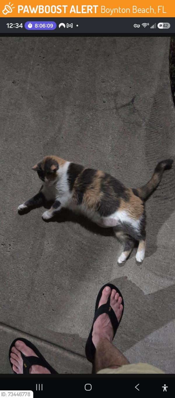 Found/Stray Unknown Cat last seen The cove, Boynton Beach, FL 33426