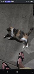 Found/Stray Unknown Cat last seen The cove, Boynton Beach, FL 33426