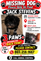Lost Male Dog last seen Dallas ave Knoxville tn, Knoxville, TN 37914