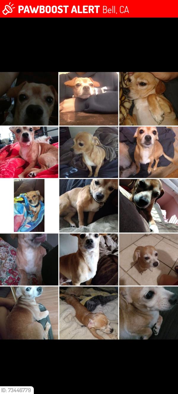 Lost Male Dog last seen Near loma vista, Bell, CA 90201