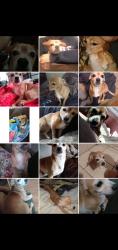 Lost Male Dog last seen Near loma vista, Bell, CA 90201