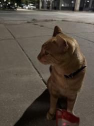 Reunited Male Cat last seen Leland and Racine, Chicago, IL 60640