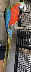 Lost Female Bird last seen Near Brown Cty Fairgrounds, Nashville, IN 47448