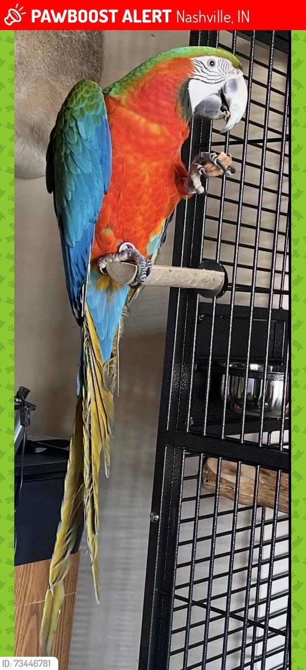 Lost Female Bird last seen Near Brown Cty Fairgrounds, Nashville, IN 47448