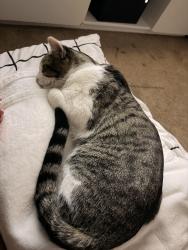 Lost Male Cat last seen Putney /impava, Poway, CA 92064