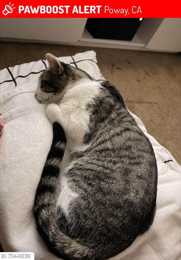 Lost Male Cat last seen Putney /impava, Poway, CA 92064
