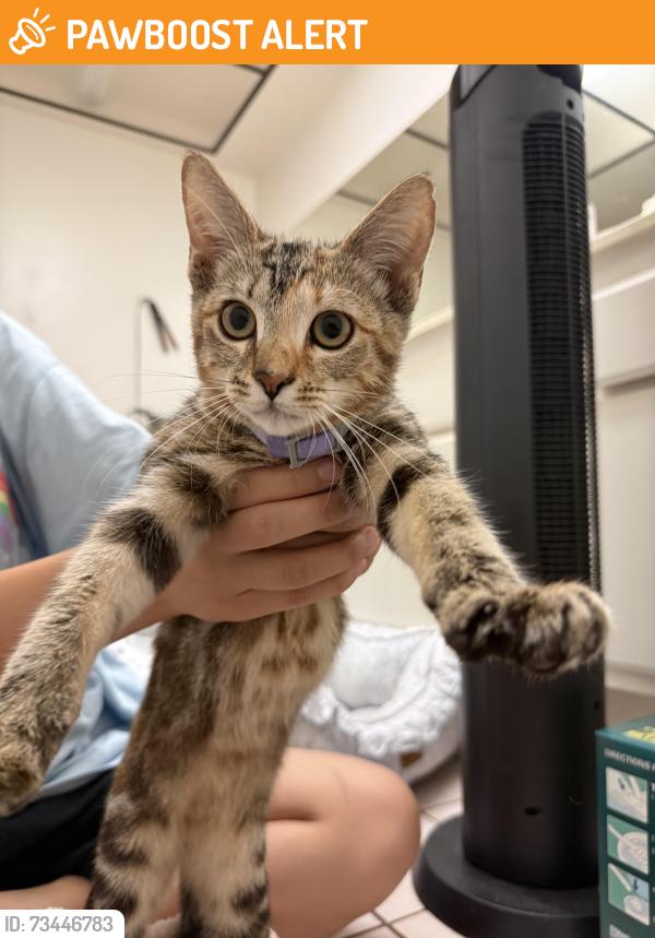 Found/Stray Female Cat last seen Otterbein and Colima at Beautiful Church, Rowland Heights, CA 91748