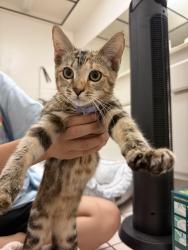Found/Stray Female Cat last seen Otterbein and Colima at Beautiful Church, Rowland Heights, CA 91748