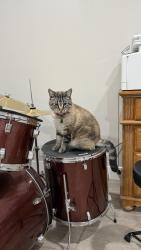 Lost Male Cat last seen Near Ave, Vancouver, WA 98683