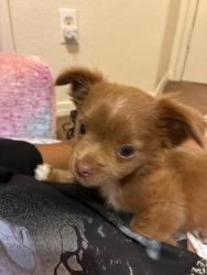 Lost Female Dog last seen Alamos and Marks, Fresno, CA 93705
