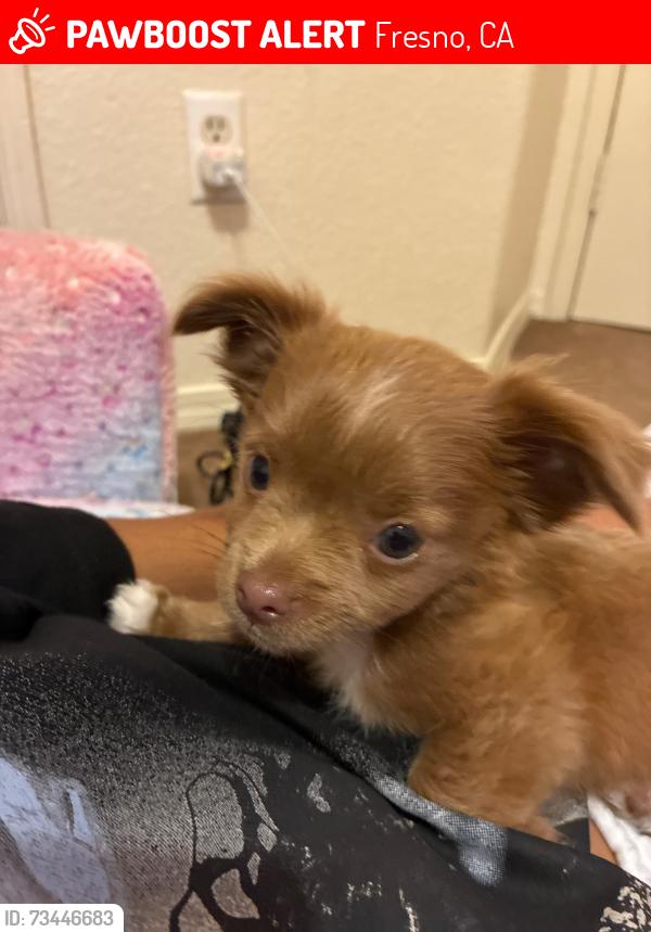 Lost Female Dog last seen Alamos and Marks, Fresno, CA 93705