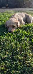 Found/Stray Male Dog last seen The big grass area on Kearney and Thorne, Fresno, CA 93706