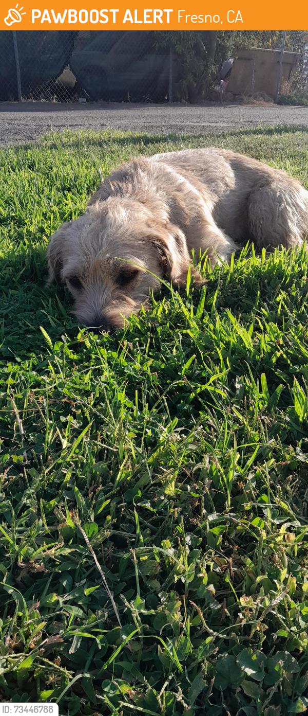 Found/Stray Male Dog last seen The big grass area on Kearney and Thorne, Fresno, CA 93706