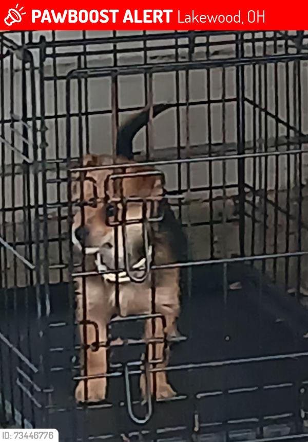 Lost Female Dog last seen Madison Ave, Lakewood, OH 44107