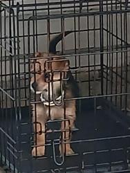 Lost Female Dog last seen Madison Ave, Lakewood, OH 44107