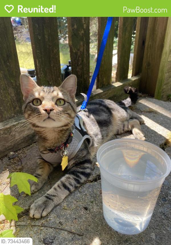 Reunited Male Cat last seen millbrook rd and six forks, Raleigh, NC 27609