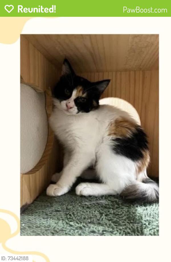 Reunited Female Cat last seen San Jacinto St Fountain Valley, Fountain Valley, CA 92708