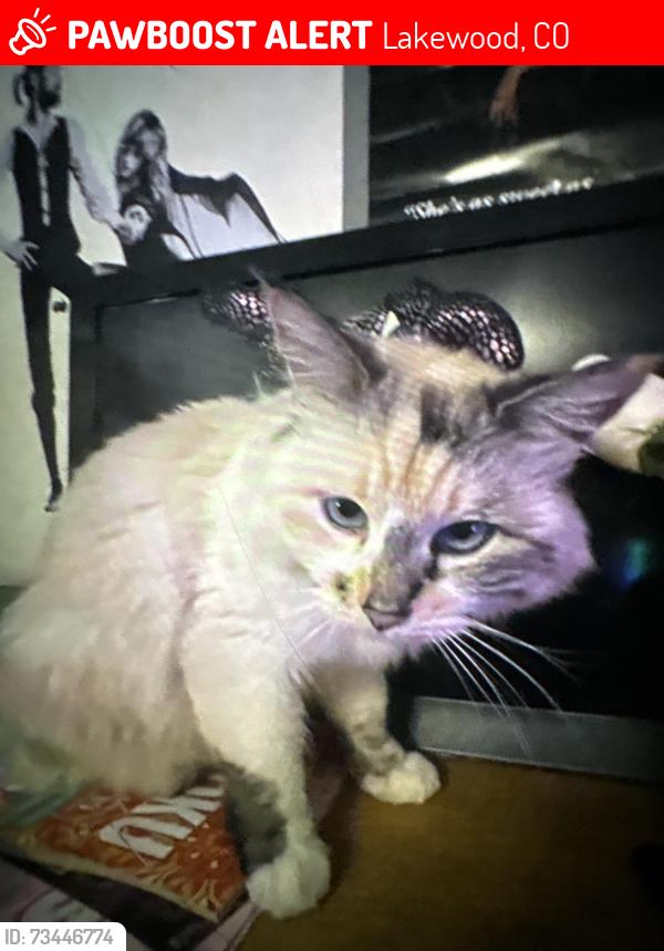 Lost Female Cat last seen W Illif dr and s Harlan st, Lakewood, CO 80227
