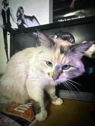 Lost Female Cat last seen W Illif dr and s Harlan st, Lakewood, CO 80227