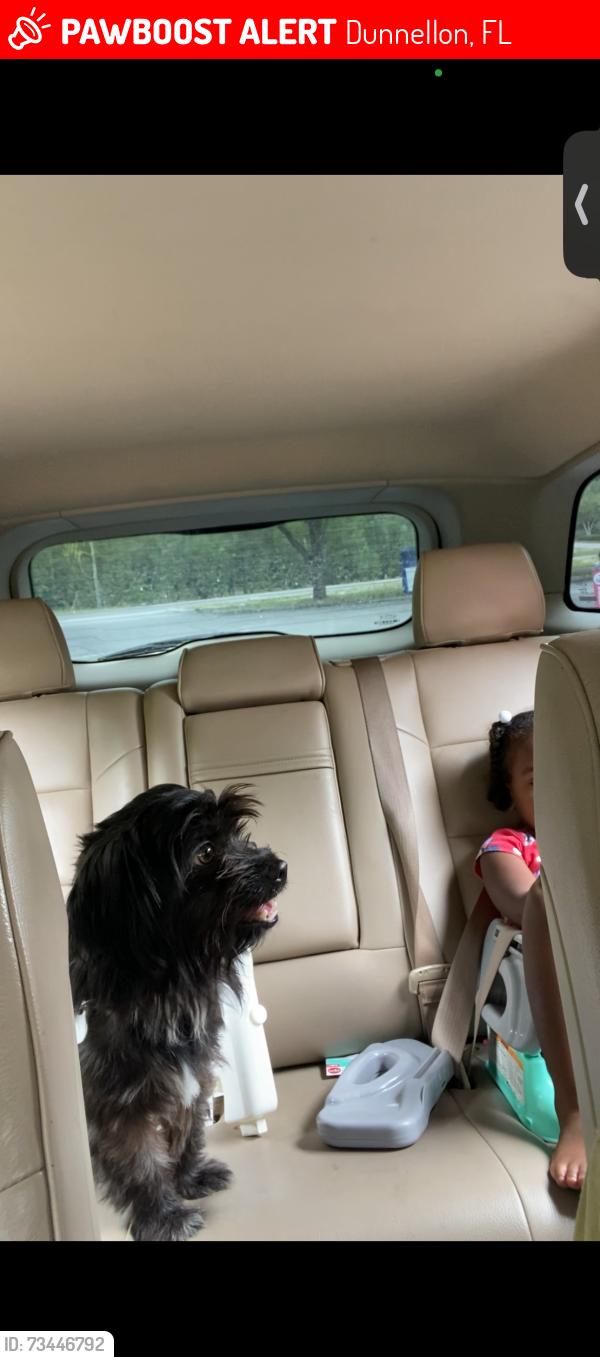 Lost Male Dog last seen Walmart in dunnellon, Dunnellon, FL 34434