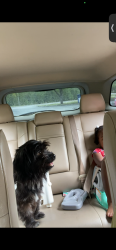 Lost Male Dog last seen Walmart in dunnellon, Dunnellon, FL 34434