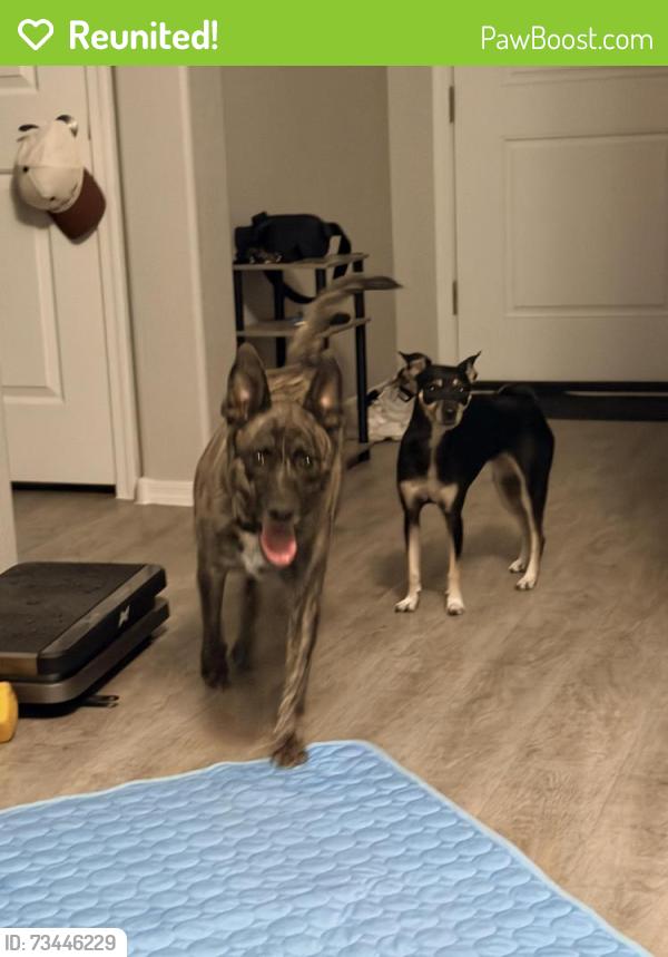 Reunited Female Dog last seen N Santa Fe Trail & Thomas, Avondale, AZ 85007