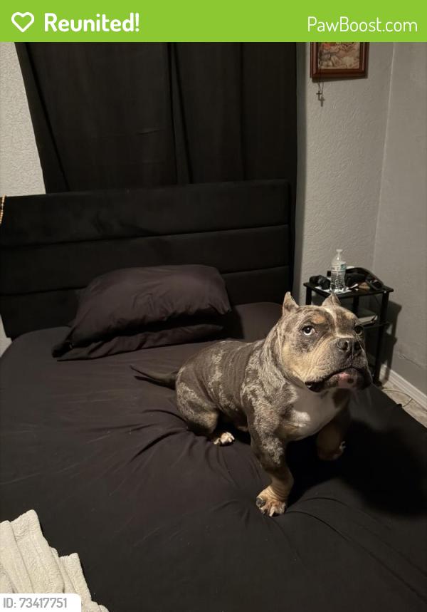 Reunited Male Dog last seen Near avenue j, Houston, TX 77011