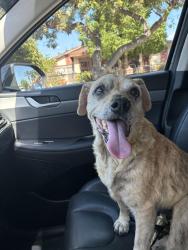 Found/Stray Female Dog last seen Passion/ Mines, Pico Rivera, CA 90660