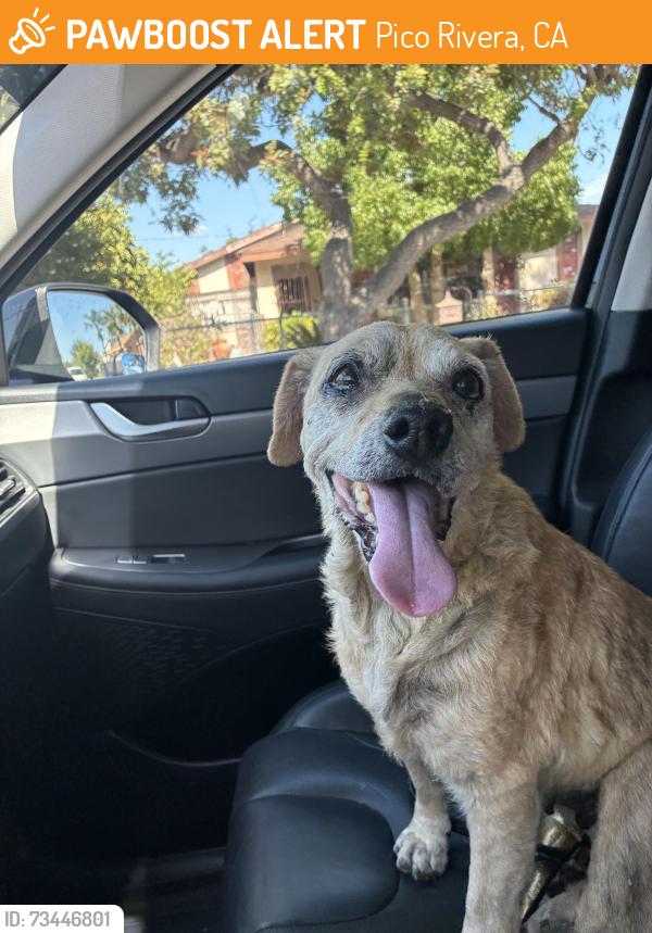 Found/Stray Female Dog last seen Passion/ Mines, Pico Rivera, CA 90660
