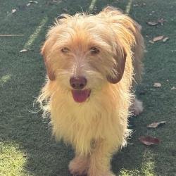 Reunited Male Dog last seen Last seen on Lone Tree Way; near the freeway exit, Antioch, CA 94531