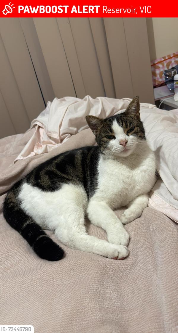 Lost Male Cat last seen Between Powell St and Spring St, Reservoir, VIC 3073