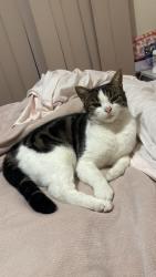 Lost Male Cat last seen Between Powell St and Spring St, Reservoir, VIC 3073