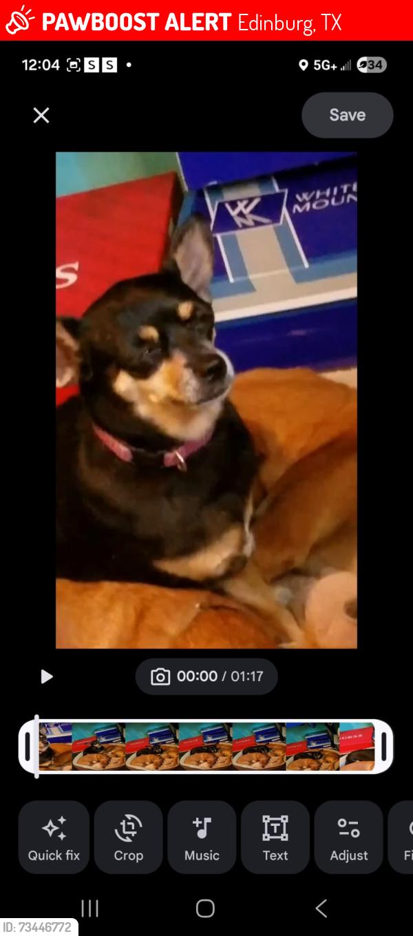 Lost Female Dog last seen Tanya tucker/ Lori morgan, Edinburg, TX 78541