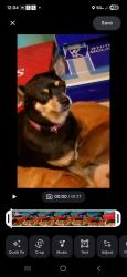 Lost Female Dog last seen Tanya tucker/ Lori morgan, Edinburg, TX 78541