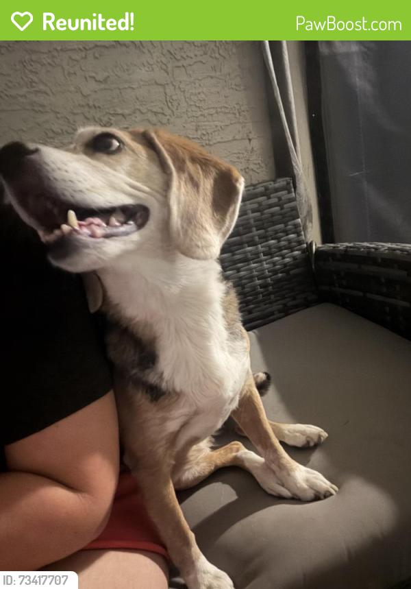 Reunited Female Dog last seen Watson/ Yuma, Buckeye, AZ 85326