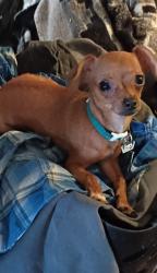 Lost Female Dog last seen Noyes and messanie, Saint Joseph, MO 64501
