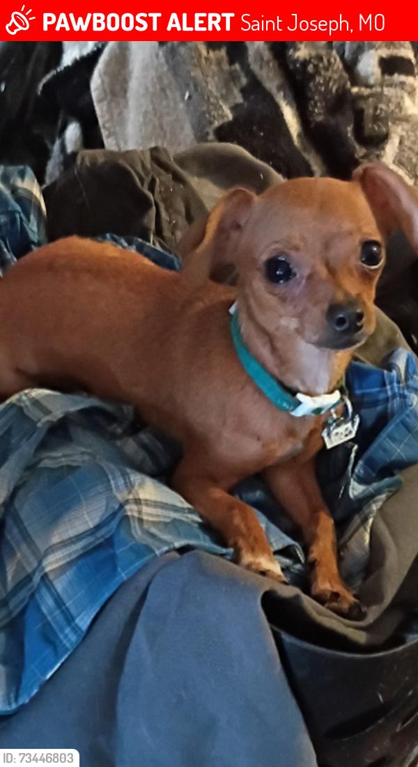 Lost Female Dog last seen Noyes and messanie, Saint Joseph, MO 64501