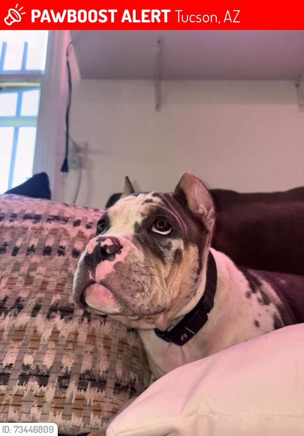Lost Male Dog last seen 12th and Ajo, Tucson, AZ 85714