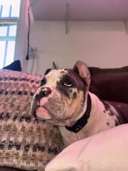 Lost Male Dog last seen 12th and Ajo, Tucson, AZ 85714