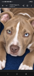 Lost Male Dog last seen Chase bank, Akron, OH 44311