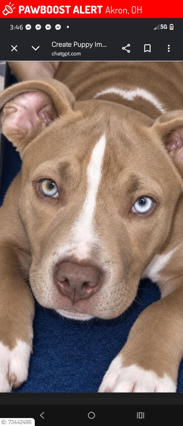 Lost Male Dog last seen Chase bank, Akron, OH 44311
