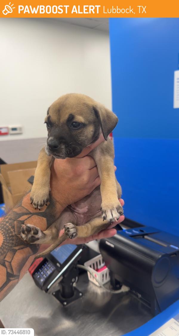 Found/Stray Female Dog last seen Walmart Parking Lot, Lubbock, TX 79401