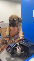 Found/Stray Female Dog last seen Walmart Parking Lot, Lubbock, TX 79401