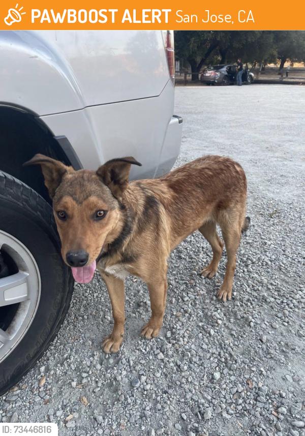 Found/Stray Male Dog last seen Monterey Rd, San Jose, CA 95138